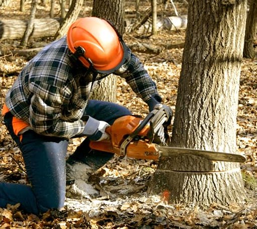 Tree Removal in Rossiter, PA